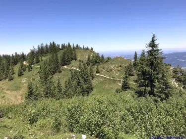 KAC Gaissau Kräuterwanderung 2019 06 29 12 43 13  3421